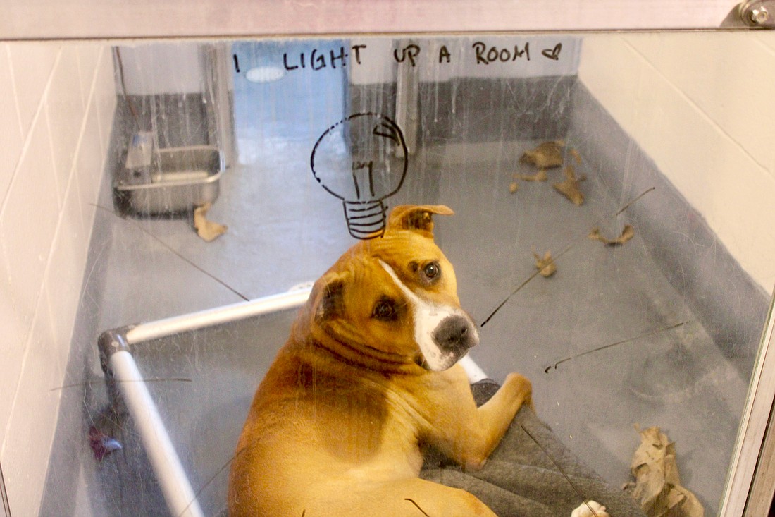 Longboaters met some of the current residents at the Humane Society of Longboat Key headquarters for the latest Off the Clock social on April 29, including Light. Light is a member of the "Hidden Gem Club" and promises to light up a room for his future adoptive family.