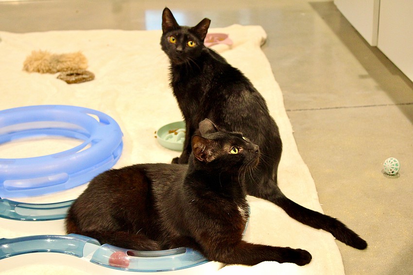 Staff at the Humane Society of Sarasota County showcased the black cats adoptable through the 