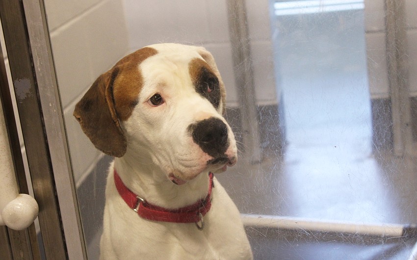 At the same time that guests from the Longboat Key Chamber of Commerce check out the adoptable animals at the Humane Society of Sarasota County, Eddy the dog just as curiously checks them out.