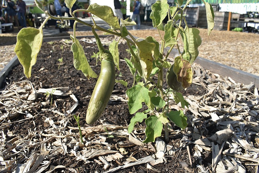 Members of the community can obtain plots in the garden.