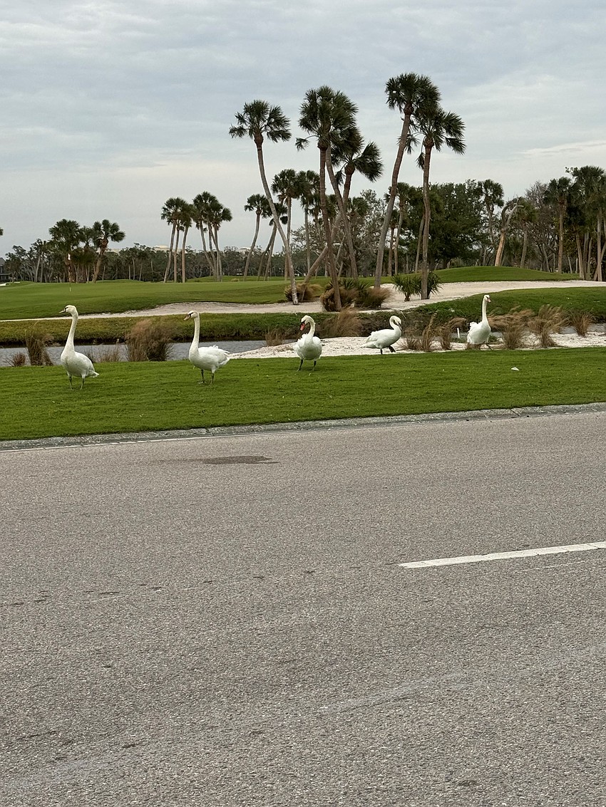 Donna Jablonski captured this photo of a group of swans walking a golf course on Longboat Key.