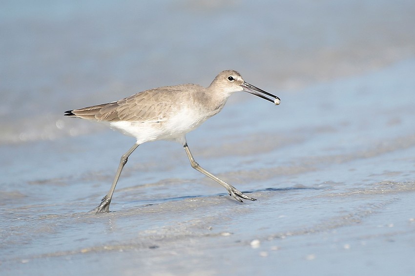 Manjesh Lingamurthy captured this photo of a willet with a shell running along Siesta Key Beach.