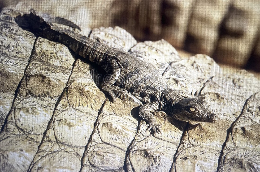 Crocodile mothers usually stay with and protect their young for several weeks to a few months after they hatch. Stock photo