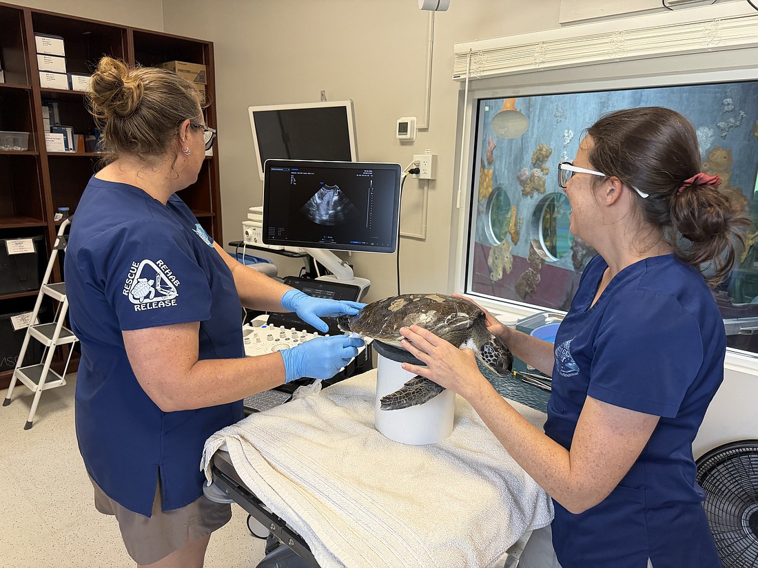 Marine Science Center staff perform an ultrasound on a sea turtle. Photo courtesy of Volusia County
