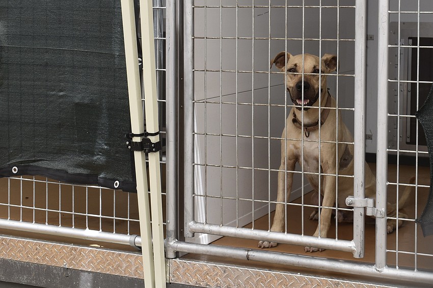 Toby is a Labrador retriever mix staying in the newly opened kennels at the Bishop Animal Shelter.