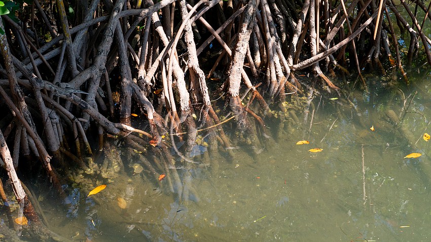Mangrove roots act as a nursery for juvenile sport fish like snook, tarpon and snapper. Mangrove roots act as a nursery for juvenile sport fish like snook, tarpon and snapper.