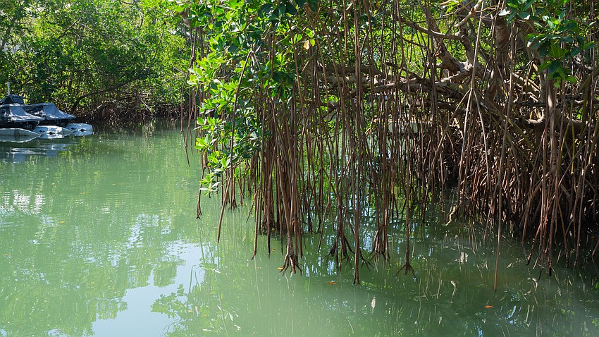 Red mangrove roots extend into the saltwater of a canal bordering Tom Mayers’ Longboat Key home. Red mangrove roots extend into the saltwater of a canal bordering Tom Mayers’ Longboat Key home.