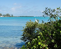A great egret perches on a mangrove that fronts Longboat Pass. Mangroves are an important habitat for birds and juvenile sport fish while providing erosion protection.