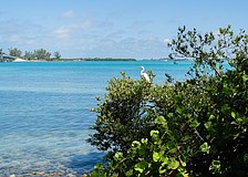 A great egret perches on a mangrove that fronts Longboat Pass. Mangroves are an important habitat for birds and juvenile sport fish while providing erosion protection.