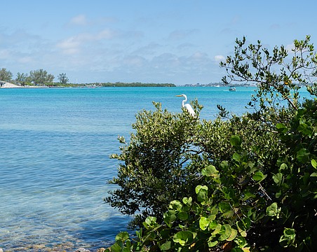 A great egret perches on a mangrove that fronts Longboat Pass. Mangroves are an important habitat for birds and juvenile sport fish while providing erosion protection.