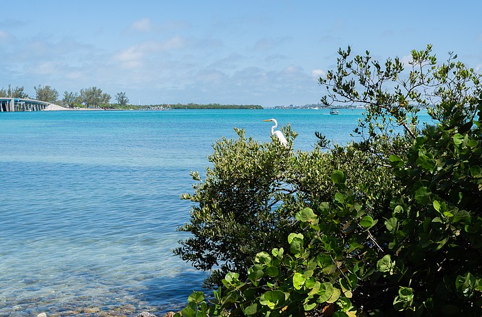 A great egret perches on a mangrove that fronts Longboat Pass. Mangroves are an important habitat for birds and juvenile sport fish while providing erosion protection.