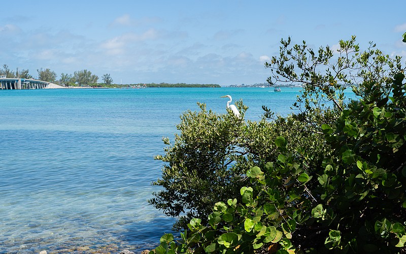 A great egret perches on a mangrove that fronts Longboat Pass. Mangroves are an important habitat for birds and juvenile sport fish while providing erosion protection.