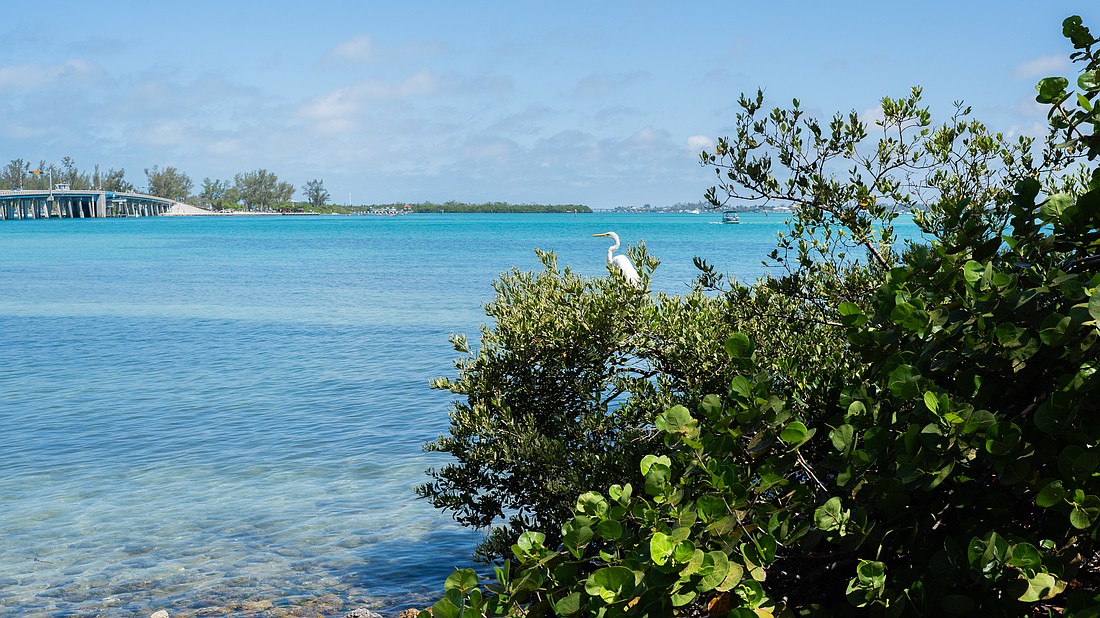 A great egret perches on a mangrove that fronts Longboat Pass. Mangroves are an important habitat for birds and juvenile sport fish while providing erosion protection.