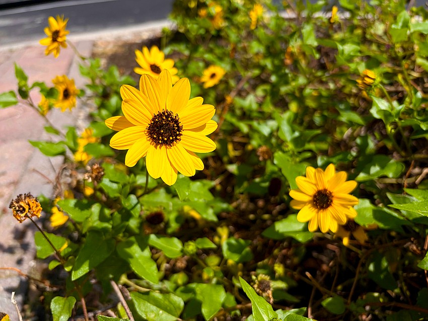 Especially with knowledge gained about salt tolerance and hardiness in the wake of hurricanes Helene and Milton, many coastal gardeners are turning to Florida native plants for their landscaping, like these beach sunflowers.