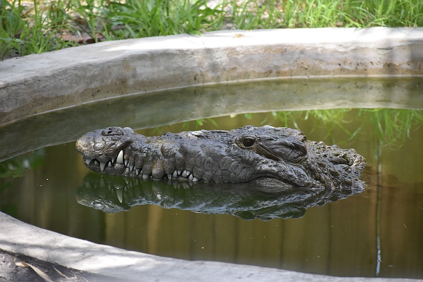 Dominic relaxes in his pool.