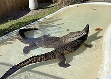 Kananga and Dominic spend time in Kananga's pool.