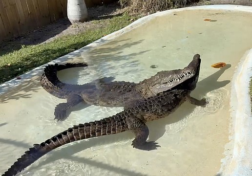 Kananga and Dominic spend time in Kananga's pool.