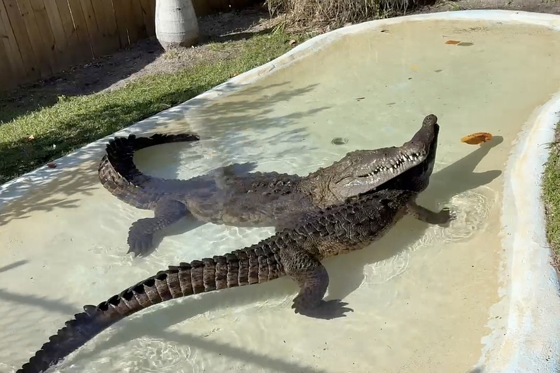 Kananga and Dominic spend time in Kananga's pool.