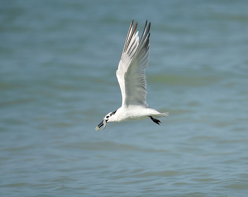 Manjesh Lingamurthy captured this photo of a sandwich Tern on Siesta Key Beach.