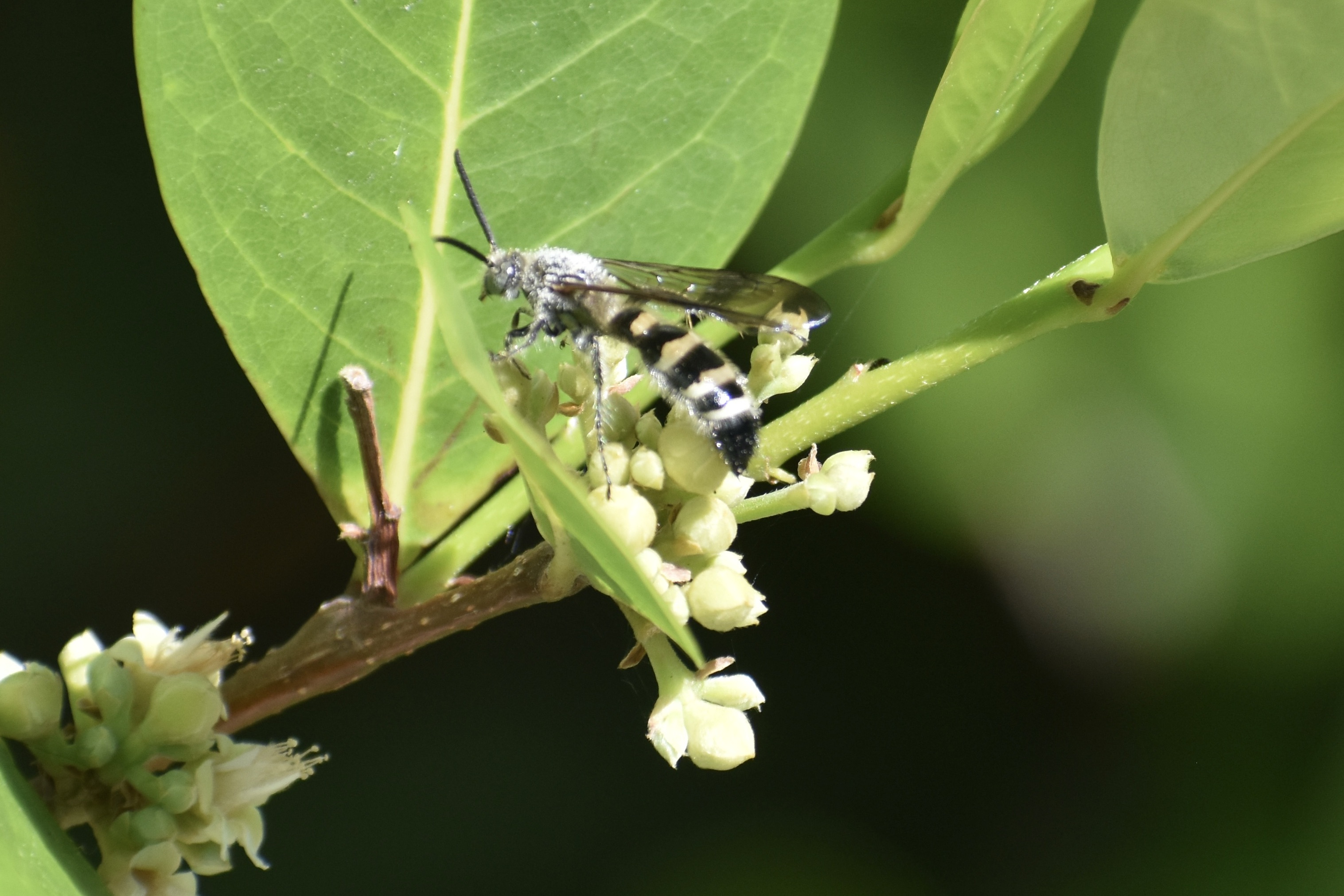 A solitary bee visits a cocoplum plant.