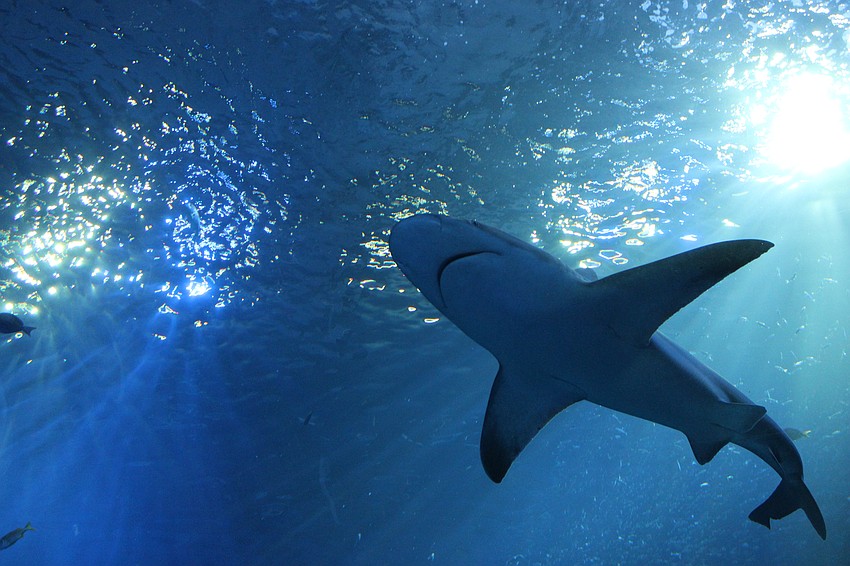The Mote Science Education Aquarium (SEA) opened in October in the University Town Center area. It’s one of many organizations establishing a presence eastward to serve the growing population there.