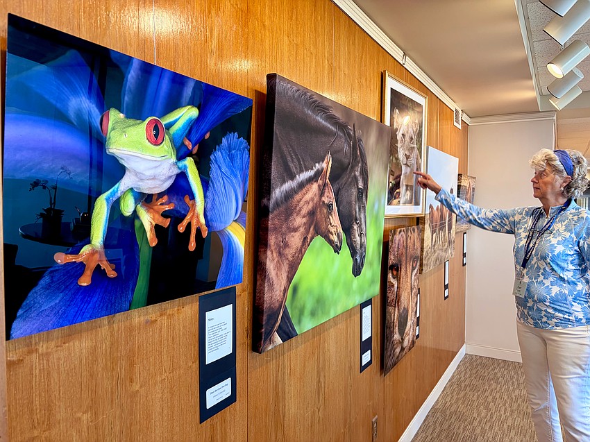 Photographer Frank Forward's red-eyed tree frog just about leaps off the wall at the Plymouth Harbor showcase.