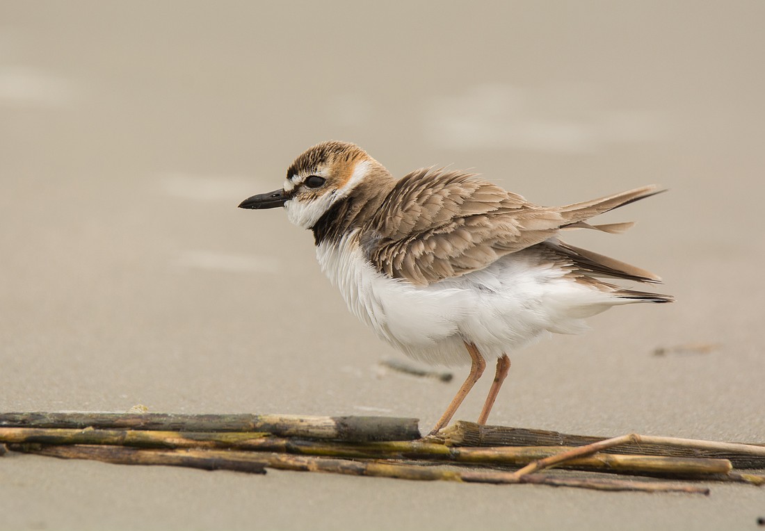 A Wilson's Plover. Photo courtesy of Riverwalker/Adobe Stock