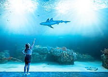 A visitor points in wonder inside Mote SEA’s expansive habitat, where sharks, rays and reef life glide through a luminous underwater world.