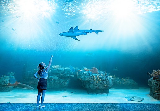 A visitor points in wonder inside Mote SEA’s expansive habitat, where sharks, rays and reef life glide through a luminous underwater world.