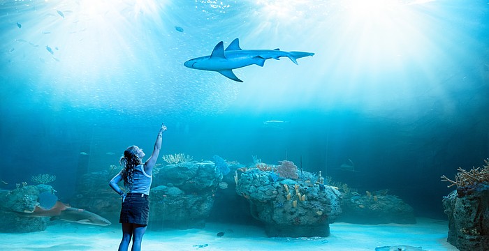 A visitor points in wonder inside Mote SEA’s expansive habitat, where sharks, rays and reef life glide through a luminous underwater world.
