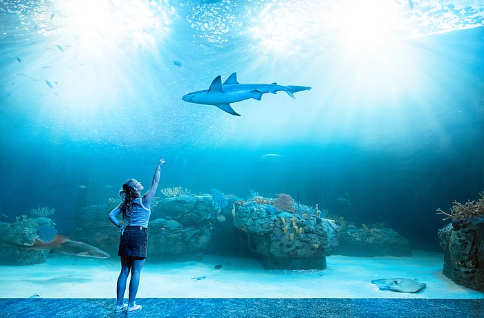 A visitor points in wonder inside Mote SEA’s expansive habitat, where sharks, rays and reef life glide through a luminous underwater world.