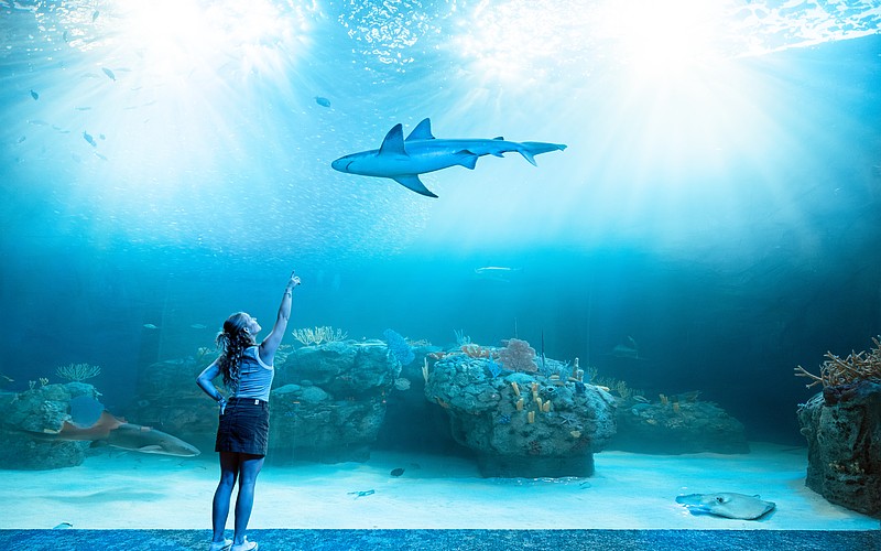 A visitor points in wonder inside Mote SEA’s expansive habitat, where sharks, rays and reef life glide through a luminous underwater world.