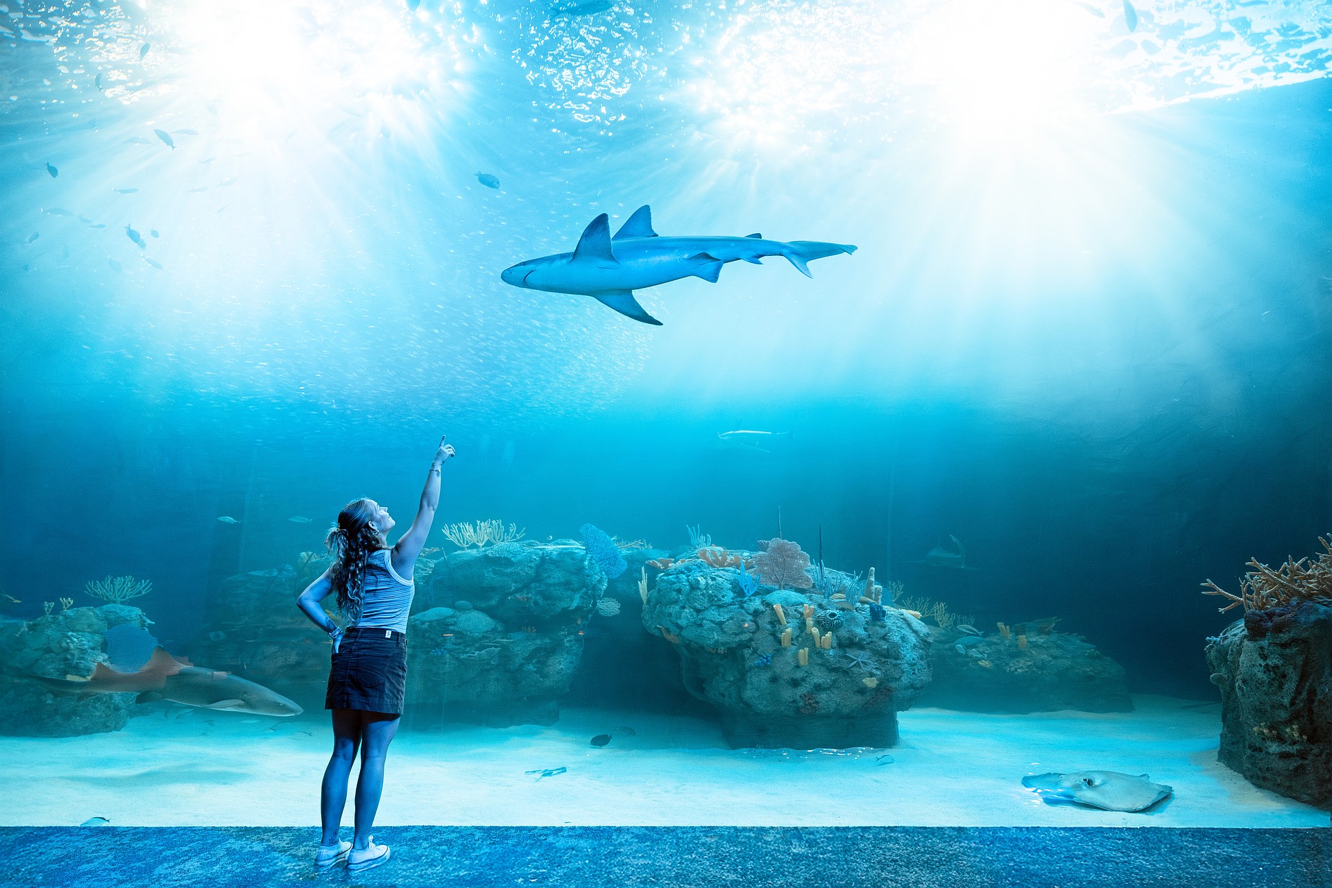 A visitor points in wonder inside Mote SEA’s expansive habitat, where sharks, rays and reef life glide through a luminous underwater world.