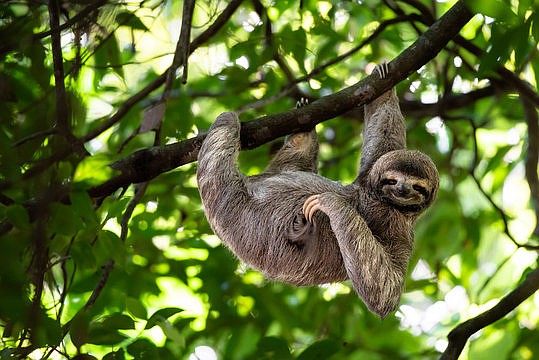 Sloth. Adobe stock image