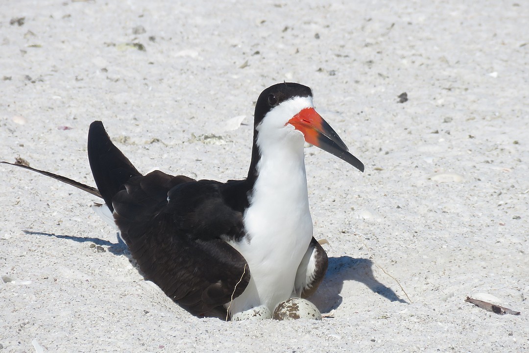 Colony of black skimmers continues to thrive on Lido Key; here's how to respect their space
