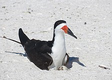 A black skimmer incubates its eggs.