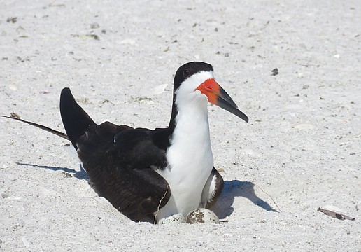 A black skimmer incubates its eggs.