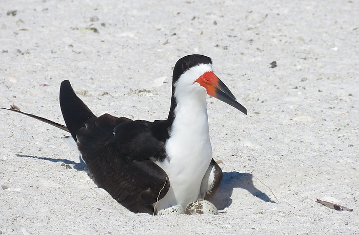 A black skimmer incubates its eggs.