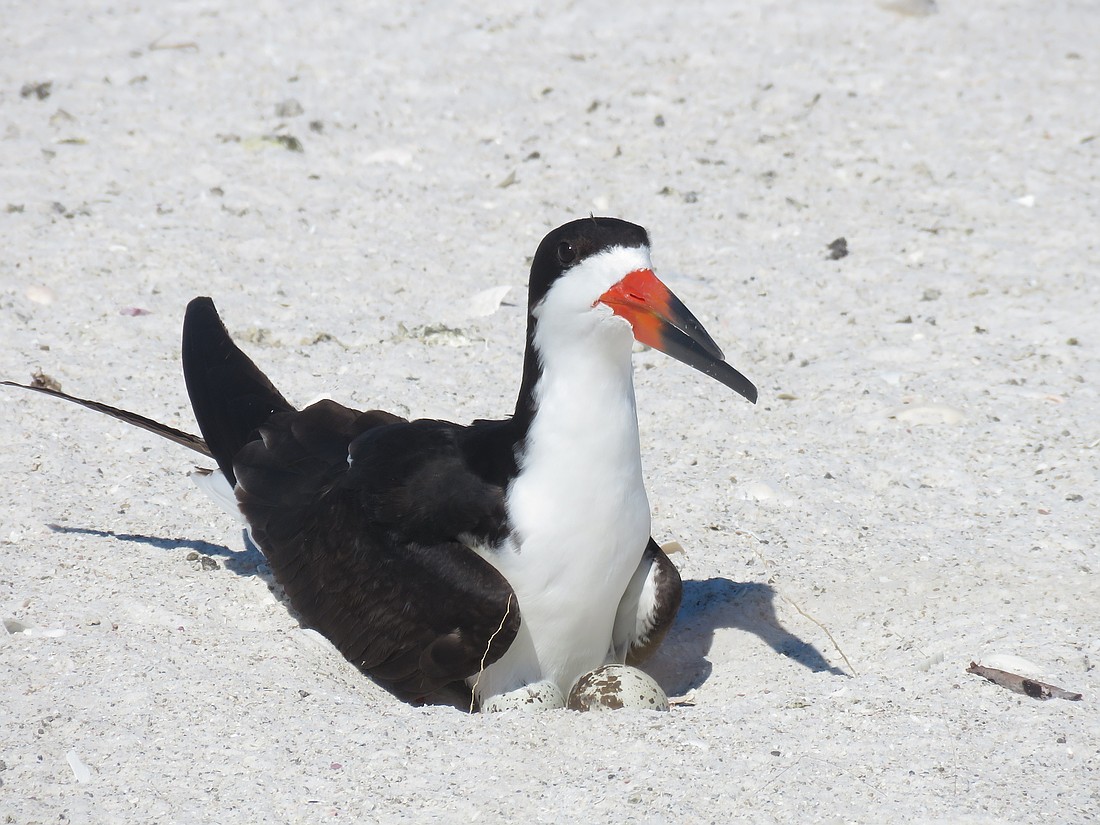 A black skimmer incubates its eggs.