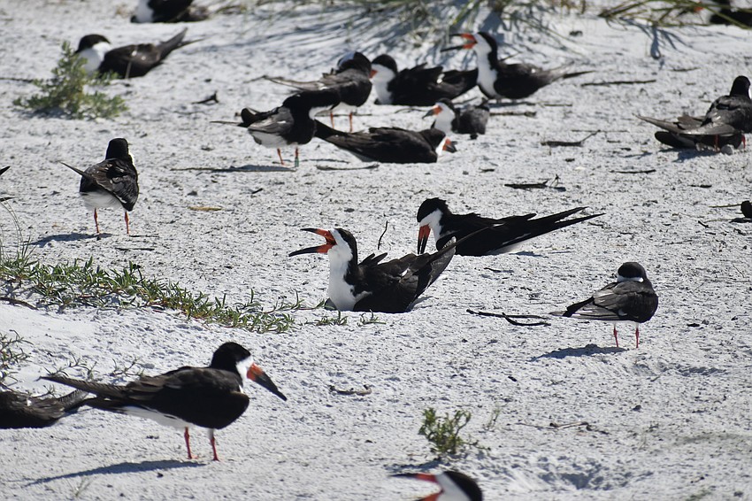 Black skimmers gather on North Lido Beach.