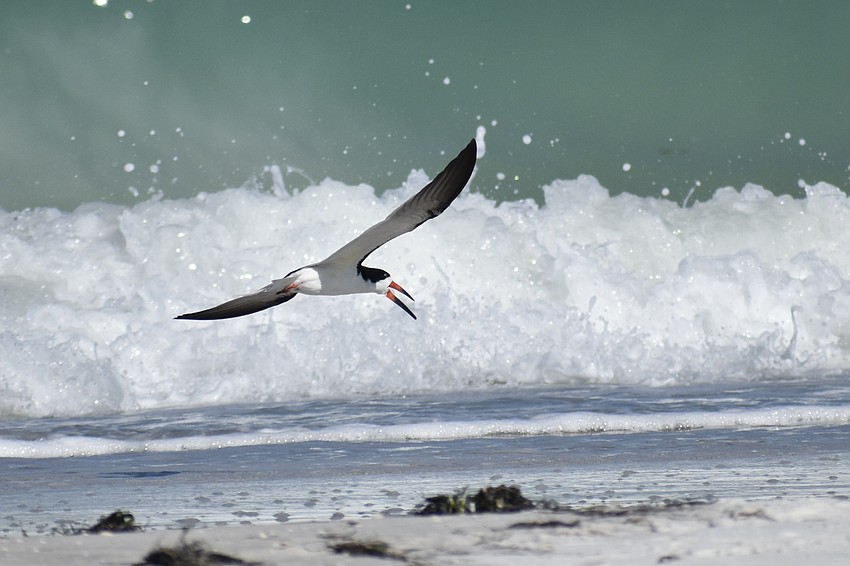 A black skimmer takes to the water.