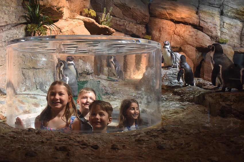 Lakeview Elementary first graders Ava Gardner, Wesley Rigdon, Edward Bullard and Luiza Martins get up close and personal with the penguins at Mote Sea May 7.
