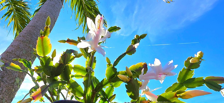 Gordon Silver took this photo of a Christmas cactus bloom in Del Webb at Lakewood Ranch.