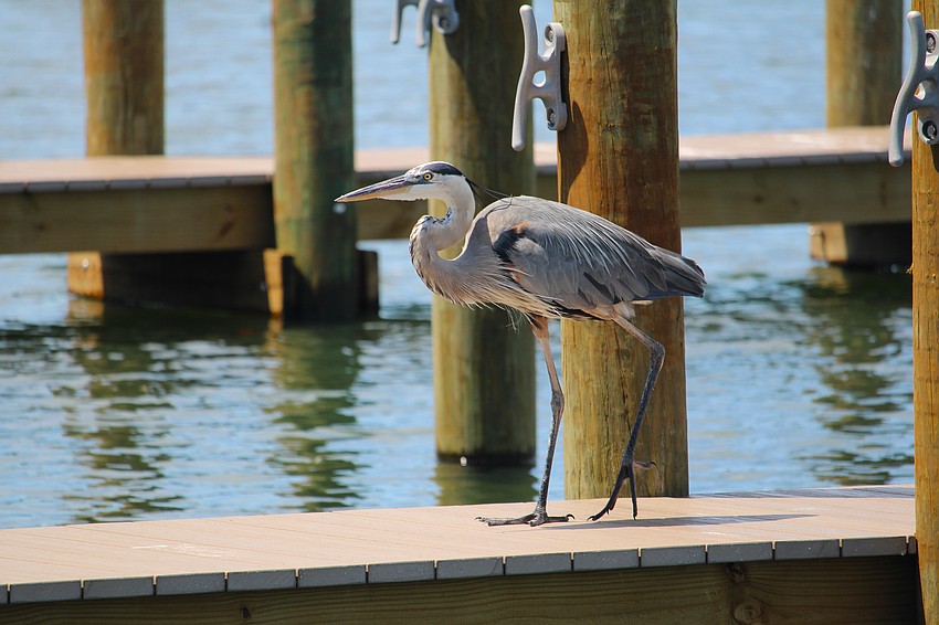 The Dock on the Bay recently rebuilt the docks that were wiped out by hurricane-force winds, and its resident great blue heron seemed to give the seal of approval.