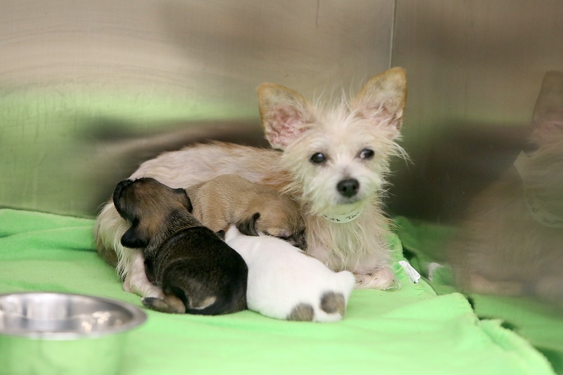 A dog and puppies at East Coast Animal Hospital that were abandoned or removed from a Palm coast residence. Photo by Brent Woronoff