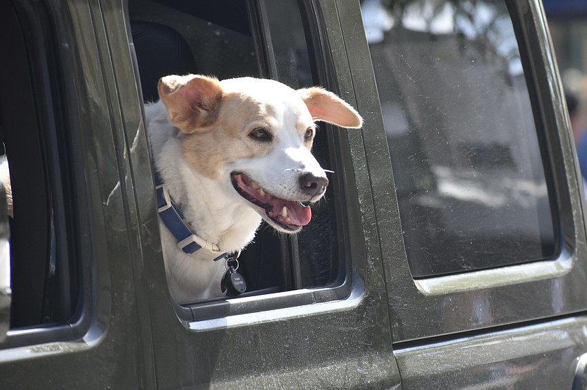 Parker looks at the activity from a jeep window.