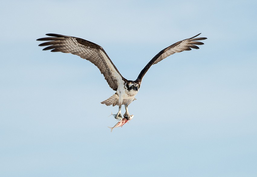 Manjesh Lingamurthy took this photo of an osprey with a double catch on Siesta Key Beach.