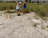 Longboat Key Turtle Watch members documented evidence of the first green turtle nest of the season on the key.