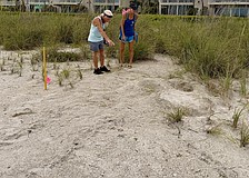 Longboat Key Turtle Watch members documented evidence of the first green turtle nest of the season on the key.