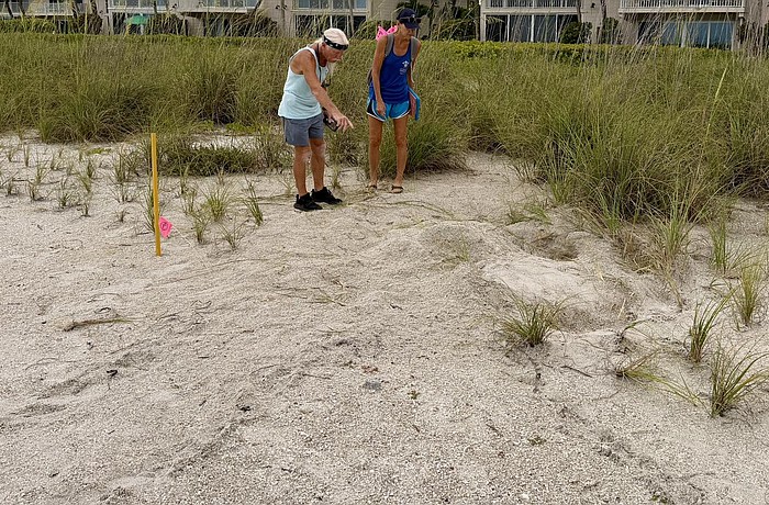Longboat Key Turtle Watch members documented evidence of the first green turtle nest of the season on the key.